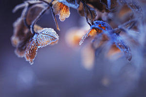 Hydrangea III