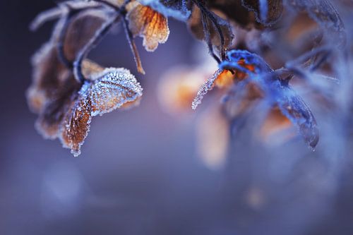 Hydrangea III