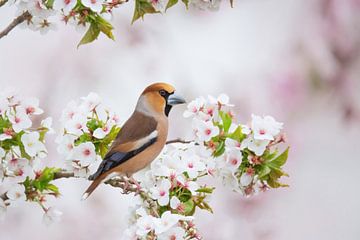 apple finch in the blossom by Ina Hendriks-Schaafsma