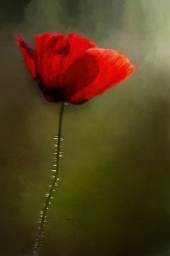 Painted Red Poppy Flower On Green Background