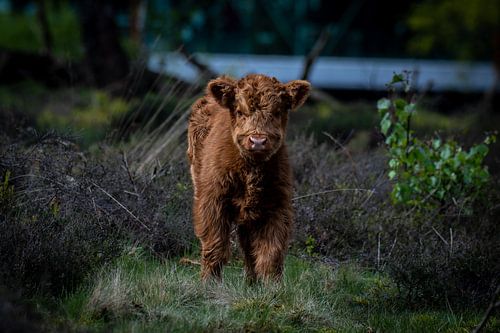 schottischer Highlander