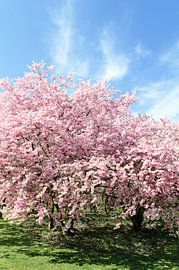 Blossoming cherry trees in spring by Alexander Baumann