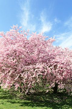 Blossoming cherry trees in spring