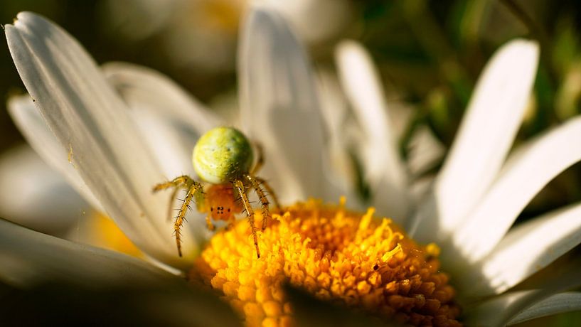 Photo de la nature par Wietze Wiegersma