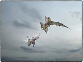 Slechtvalk van Gijs te Pas