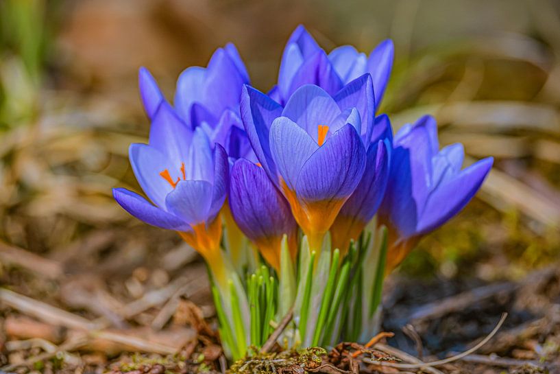 Frühlingserwachen von Photoart-Naegele