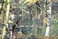 buizerd in bos