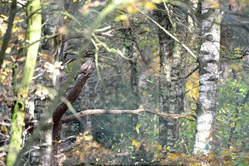buizerd in bos by Petra De Jonge