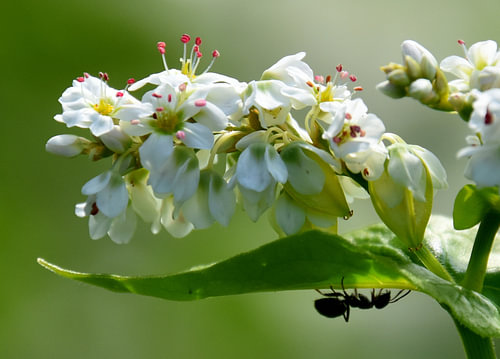 Des fleurs de sarazin en été sur Claude Laprise
