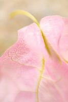 Hortus Botanicus | Botanical Garden Leiden | Flower | Pastel | Lensbaby Art Print