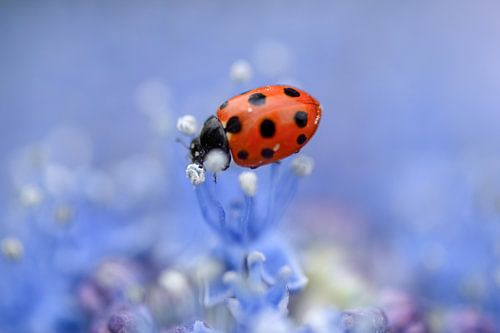 Ladybug on puple flower