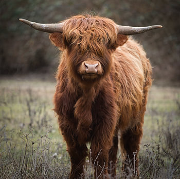 Scottish Highland Cattle