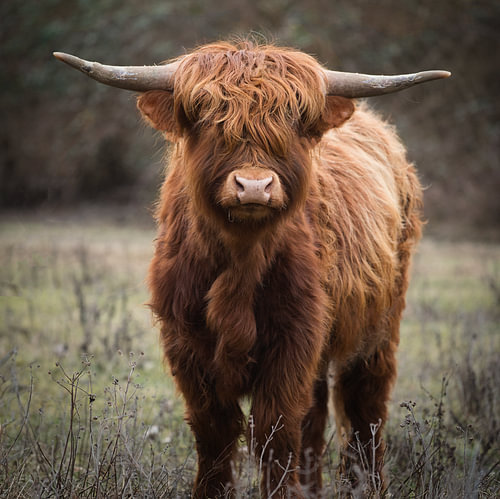 Scottish Highland Cattle
