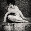 cat / cat photo poster or wall decoration by Edwin Hunter
