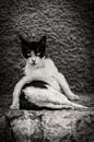 cat / cat photo poster or wall decoration by Edwin Hunter thumbnail