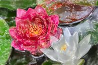 Water lilies ART 1.0 by Ingo Laue thumbnail