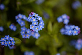 Myosotis