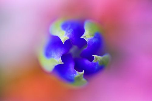 Glockenblumen-Enzian