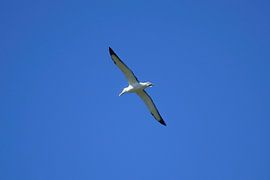 Ein Nördlicher Königsalbatros im Flug von Frank's Awesome Travels