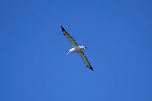 Een Noordelijke Koninklijke Albatros tijdens de vlucht