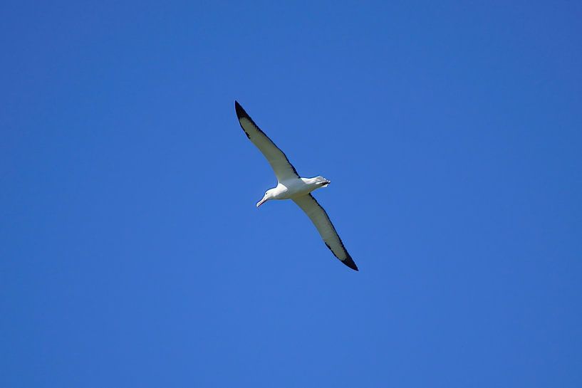 A Northern Royal Albatross in flight by Frank's Awesome Travels