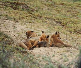 Fox with cubs by Marjon Woudboer