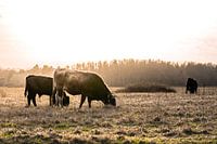 Moeder en jonge tauros in de maashorst