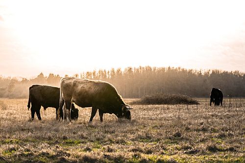 Mother and young tauros in the maashorst