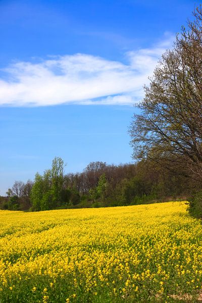 Champ de colza par Thomas Jäger
