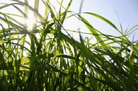 Silhouet van hoog gras in april met contrasterend zonlicht van Maarten Pietersma thumbnail