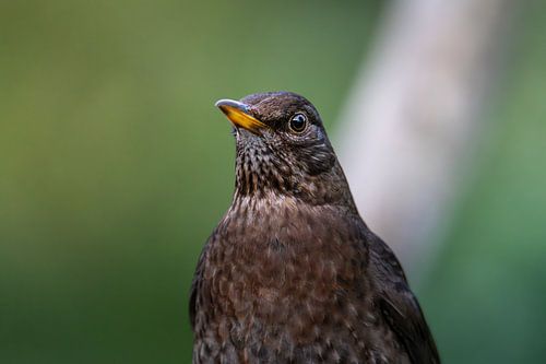 Close-up of a blackbird (female)