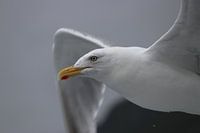 Noorse stormvogel