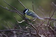 Koolmees in de zon by Kimberly de Pater thumbnail