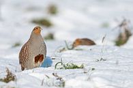 Rebhuhn ( Perdix perdix ) im  Winter, steht aufgerichtet im Schnee, seltener Anblick, Rebhühner, wil van wunderbare Erde thumbnail
