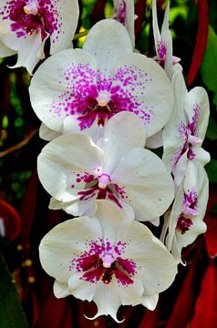 Doritaenopsis orchidee van Karel Frielink
