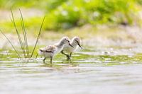 Birds | Young pied avocets - Friesland