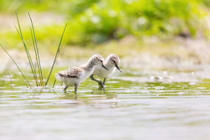 Vogels | Jonge kluutjes - Friesland van Servan Ott