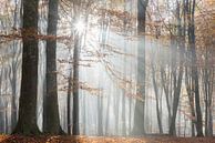 Herbstwald im Nebel von John Verbruggen Miniaturansicht