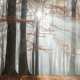Forêt d'automne dans la brume sur John Verbruggen