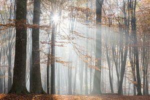 Herfstbos in nevel van John Verbruggen