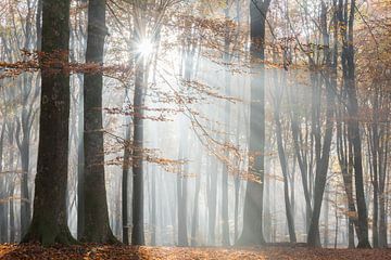 Forêt d'automne dans la brume sur John Verbruggen