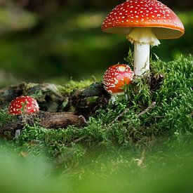 Agaric de la mouche sur Thijs Friederich