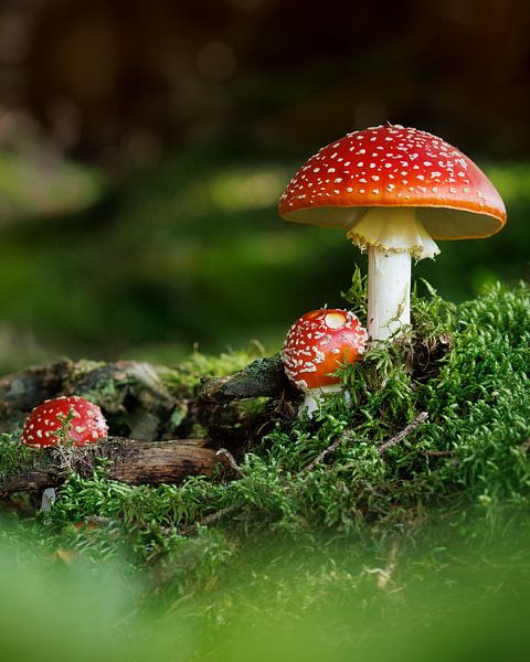 Fliegenpilz von Thijs Friederich