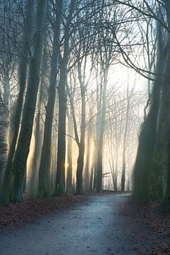 Hemmensebos Teil 62 von Tania Perneel