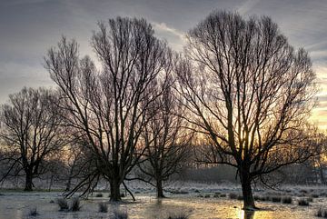 Bomen met bevroren voeten