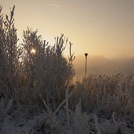 Magical morning van Miranda Lodder