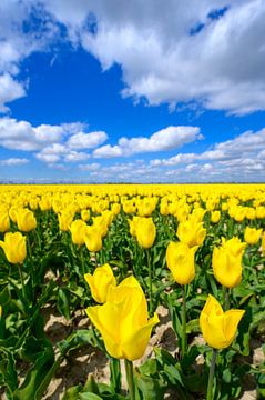 Tulipes poussant dans des champs agricoles au printemps  sur Sjoerd van der Wal Photographie