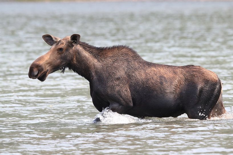 Moose cow eating water plants in Lake Glacier National Park in Montana, USA by Frank Fichtmüller