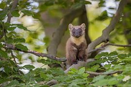 Uferschwalbe auf Ast ruhend von Arjen Heeres
