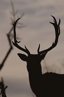 Tête de cerf